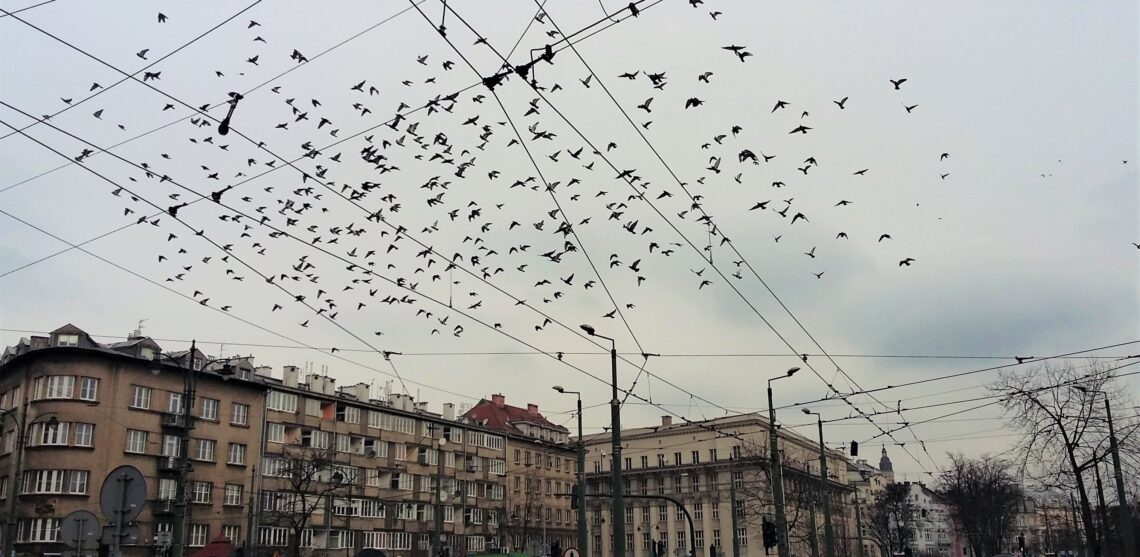 ptaki na niebie