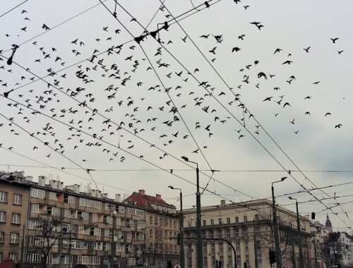 ptaki na niebie